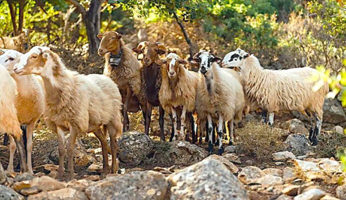Photo: https://www.lesvosnews.net/articles/news-categories/agrotika-alieia/mas-sfazoyn-ta-kopadia-horis-harti-ktinotrofoi-lesboy
